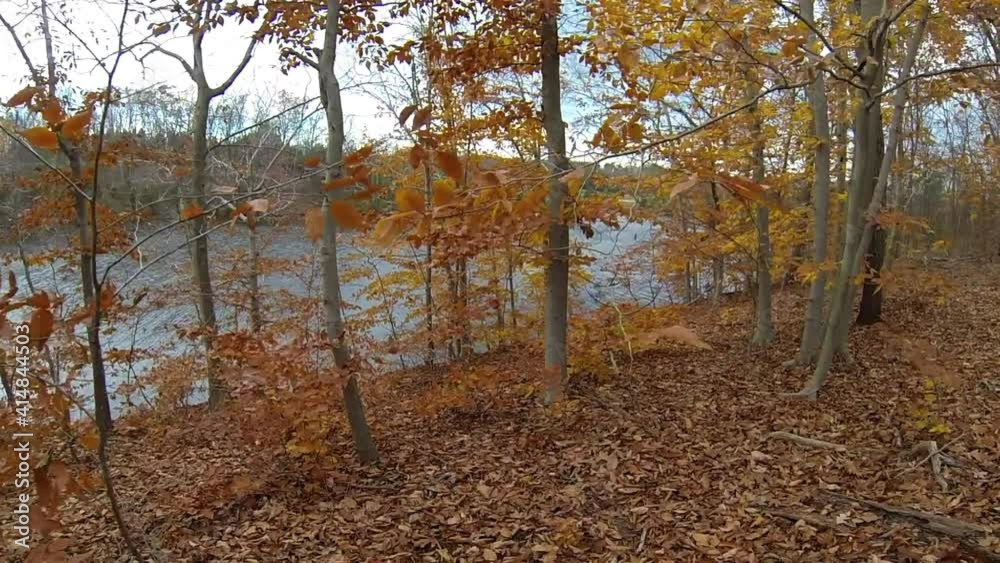 Steadicam shot moves through golden colored autumn trees to view of river. Steadicam shot moves through golden colored autumn trees to view of river.