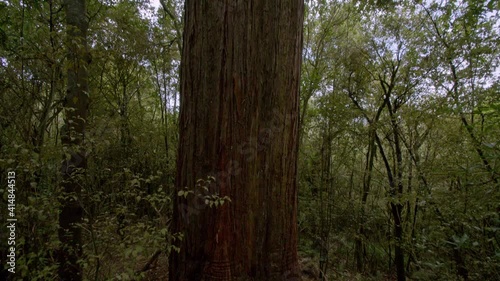 Slow tilt from the roots up to the canopy of a large New Zealand Totara tree. photo