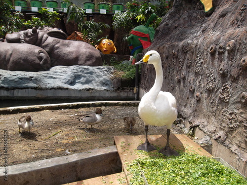 geese and cubs in a zoo