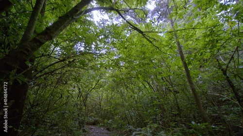 Lush green tree canopy filmed from hiker's perspective walking on track. photo