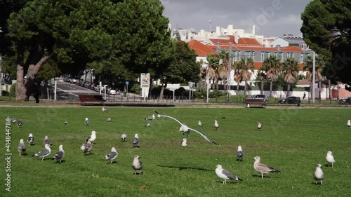 Seagul landing on park, among other seagulls photo