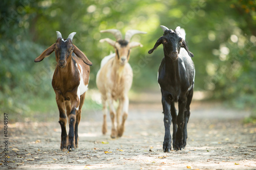 cute young goats running in nature