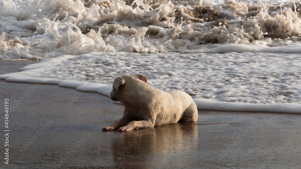 Naklejka premium Dog playing in the waves