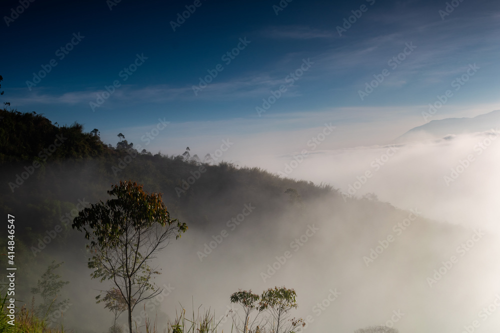 fog in the forest