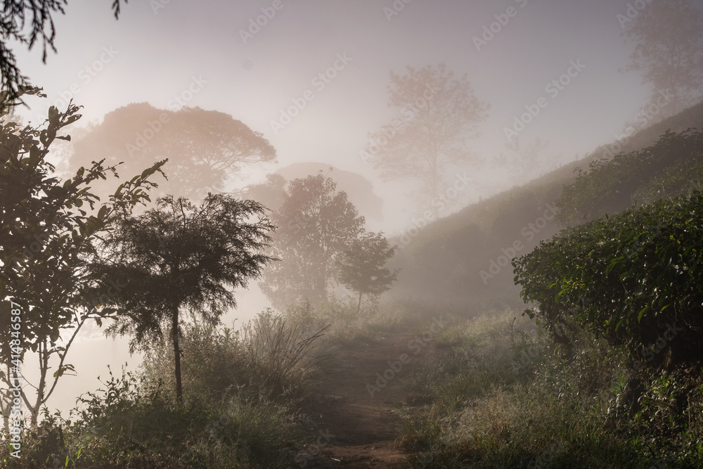 misty morning in the forest