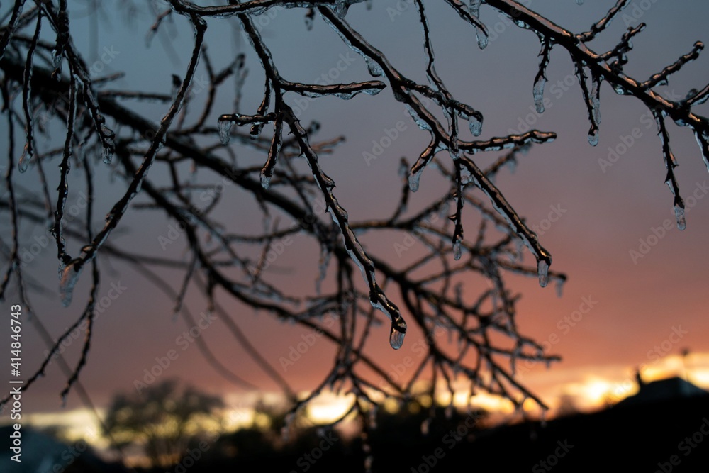 Fototapeta premium Ice Branches