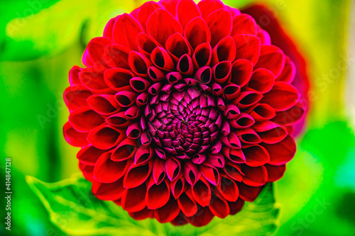 Foto Red Jessie G Pompom Dahlia Blooming Macro