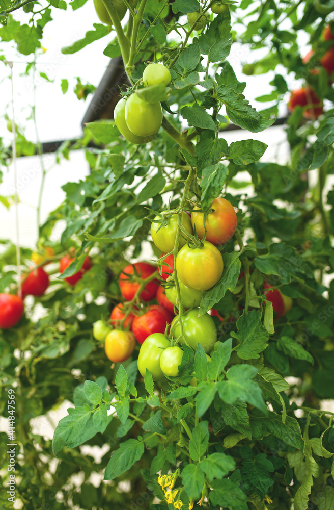 Rows of tomato hydroponic plants in greenhouse