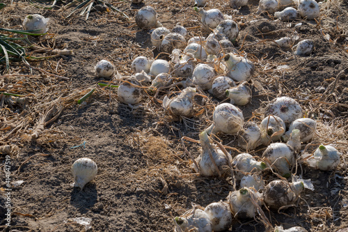 Harvested onion lying on the ground