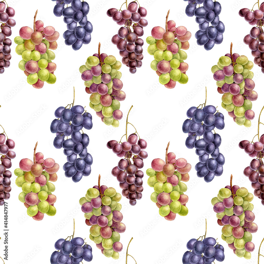 grape drawing in watercolor grape drawing in watercolor