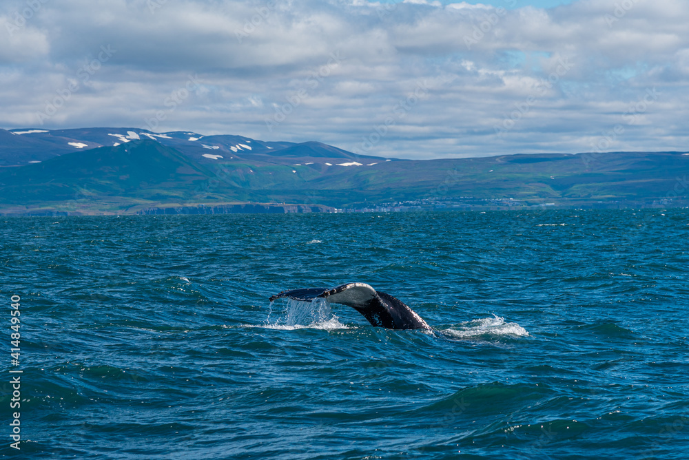 Humpback whale seen during whale watching excursion near Husavik ...