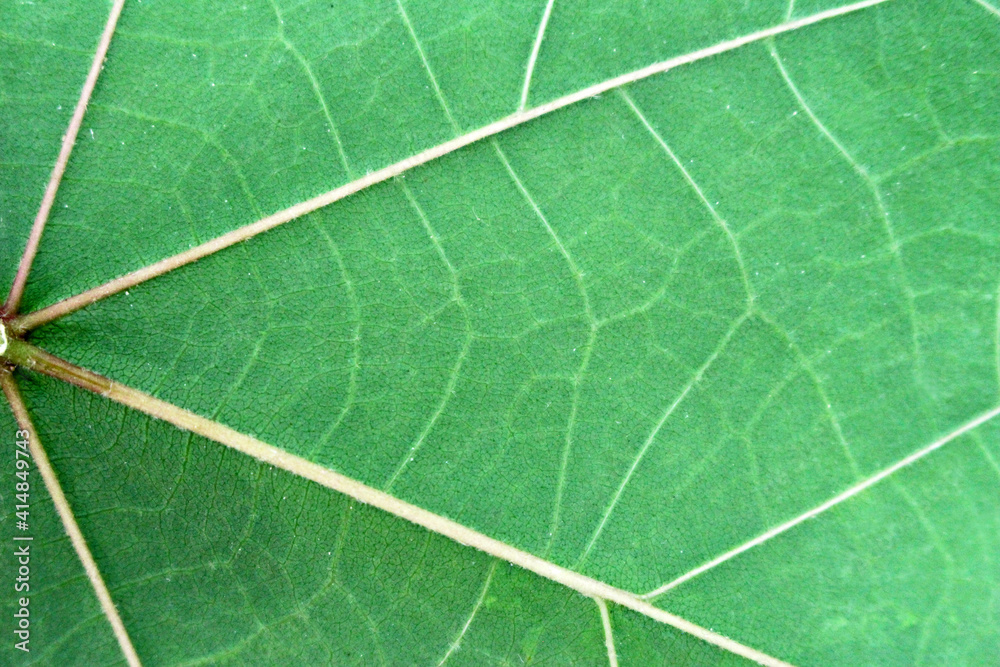 Close up leaves texture and background Close up leaves texture and background
