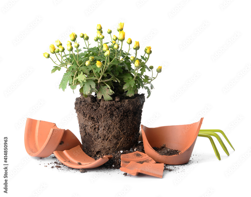Broken flower pot, rake and plant on white background Stock Photo | Adobe  Stock