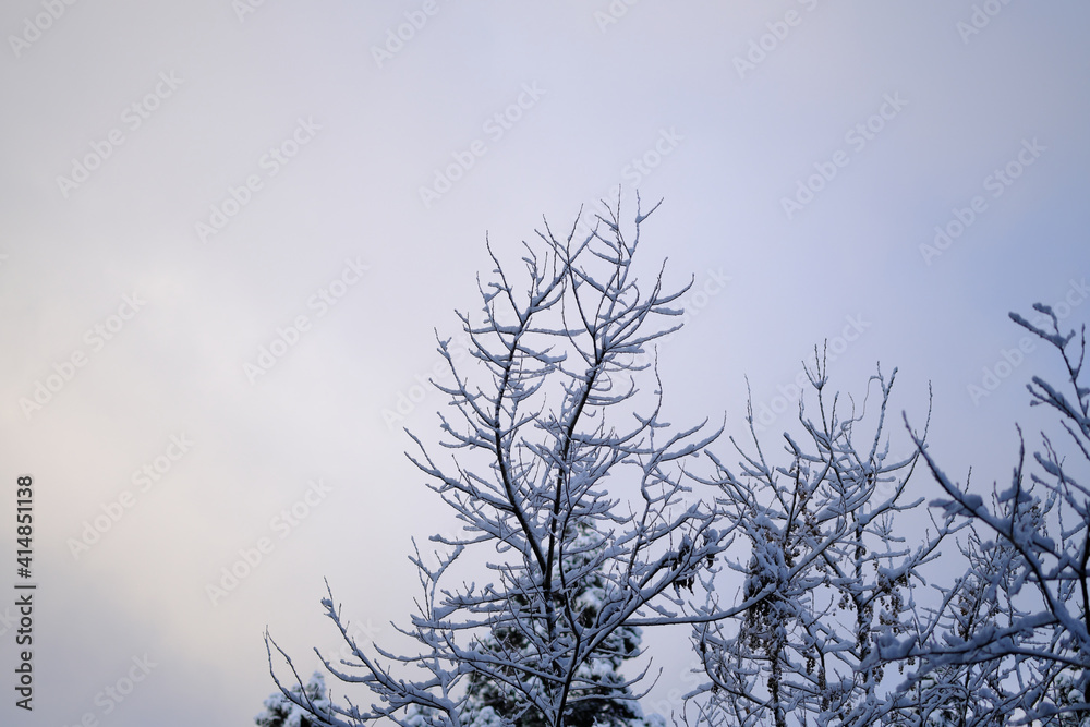空に伸びる美しい枝と雪化粧