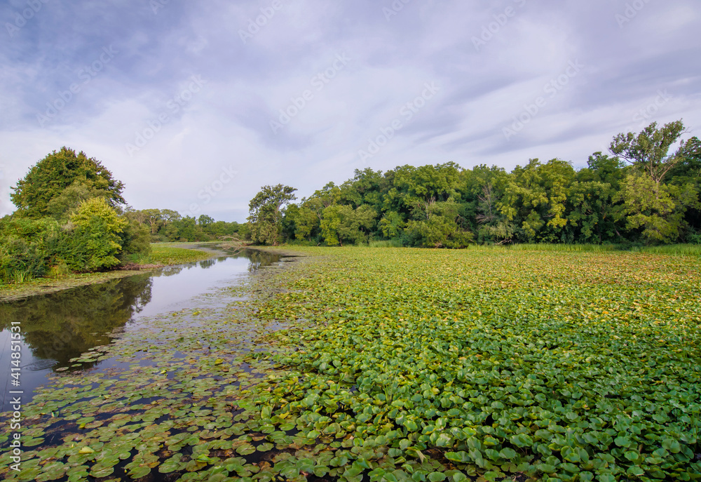 Fototapeta premium 620-56 Lily Pads At DesPlains F&W Area