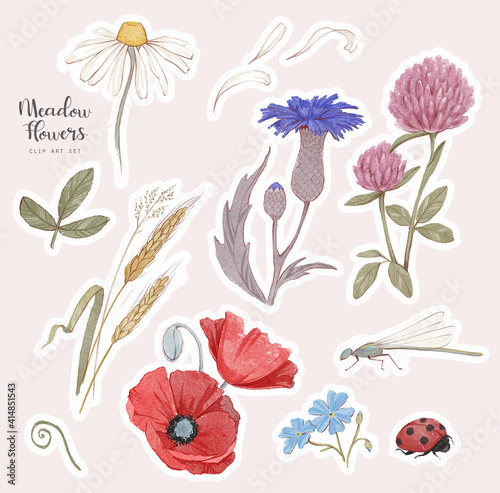 Hand drawn meadow flowers illustrations. Isolated watercolor natural sticker pack. Floral clip art set.