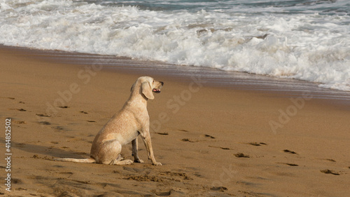 Dog on the beach watching the waves © Alfredo Padilla