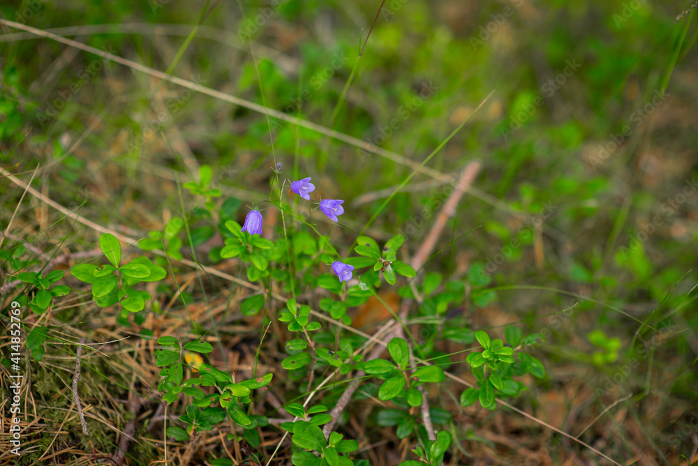 bluebells in the green grass, selective focus bluebells in the green grass, selective focus