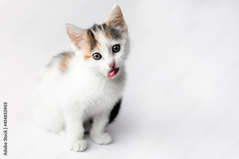 Cute tricolor kitten, the cat sits with a protruding tongue on a light background. Space for text, care and maintenance of pets, veterinary medicine