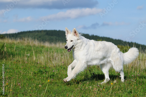 White Swiss Sherherd - Berger Blanc Suisse runs in the field or meadow