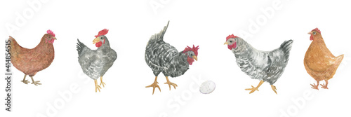 Watercolor painting set with chickens and egg isolated on white