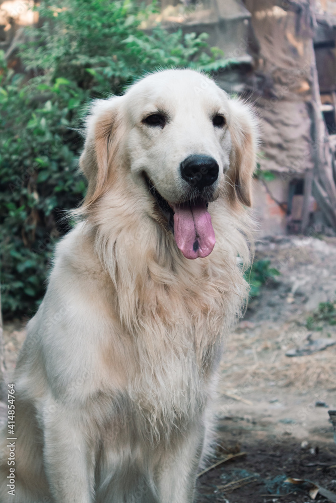 Cute Golden Retriever Dog Smiling on Green Tree Background, closeup head portrait Cute Golden Retriever Dog Smiling on Green Tree Background, closeup head portrait