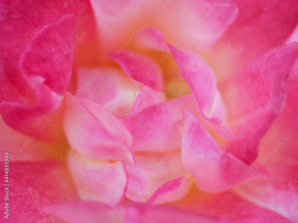 Close up flower for Background. Close up flower for Background.