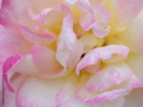 Close up flower for Background. © apisitwilaijit29