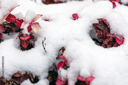 雪から顔を出した赤い木の葉 © ka-chan