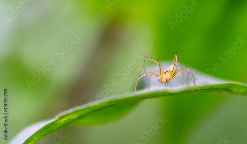 Oxyopes salticus , Orange spiders on a leaf macro. © Bill