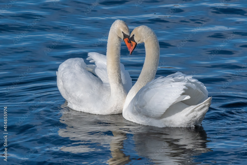 Pair of mute swans, swimming on the Huron river Pair of mute swans, swimming on the Huron river