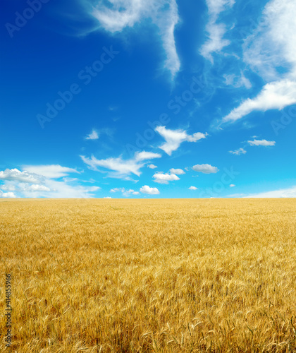 Golden wheat field and blue sky with