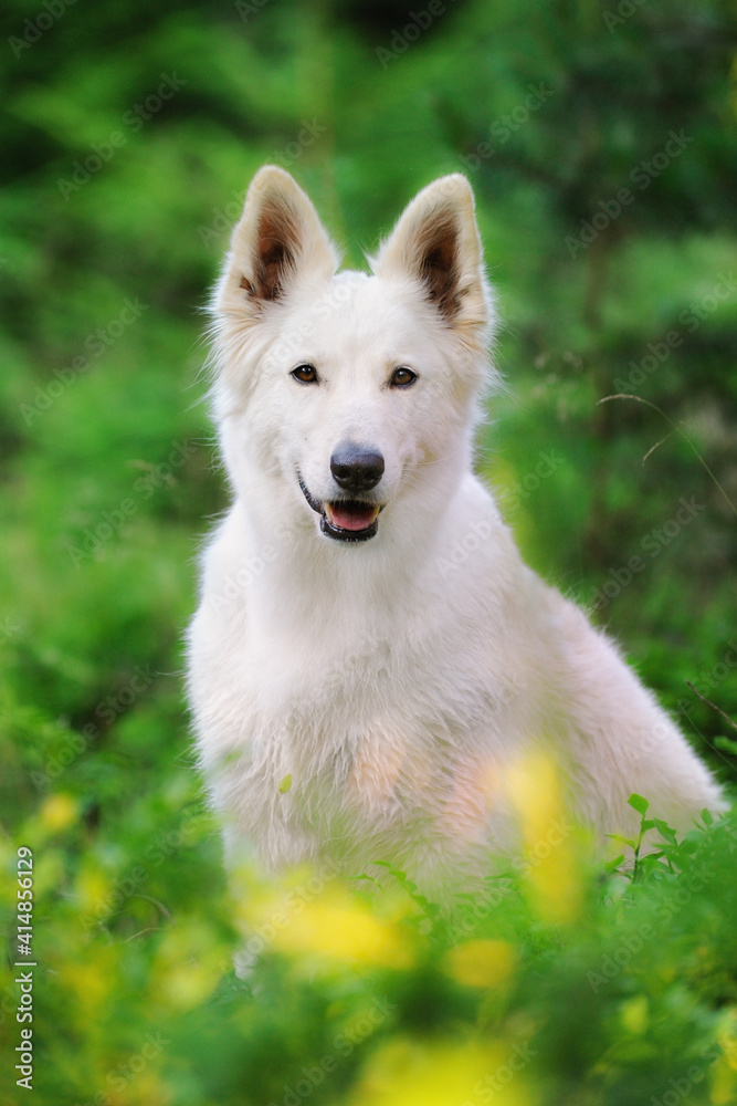 Fototapeta premium White Swiss Shepherd dog sits in the forest Weisser Schweizer Schäferhund