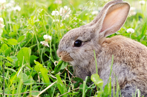 A small cub rabbit sits in the grass clover and chews grass, gray-brown color. The concept of summer, spring, walking pets, selective focus. © Aleksandra