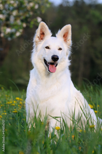 White Swiss Shepherd dog sits in the flower meadow Weisser Schweizer Schäferhund