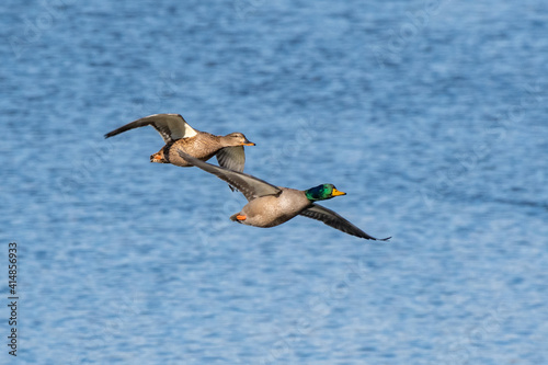 Pair of mallard duck flying over the Huron river