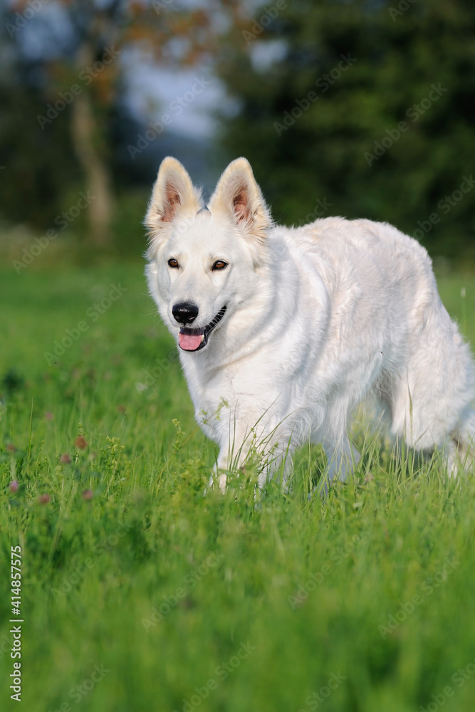 White Swiss Shepherd dog stands in the meadow Weisser Schweizer Schäferhund White Swiss Shepherd dog stands in the meadow Weisser Schweizer Schäferhund