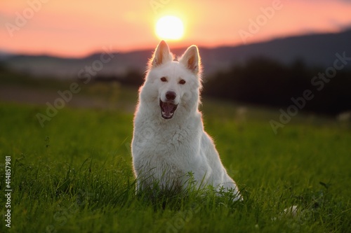 White Swiss Shepherd dog sits in the meadow in evening Weisser Schweizer Schäferhund
