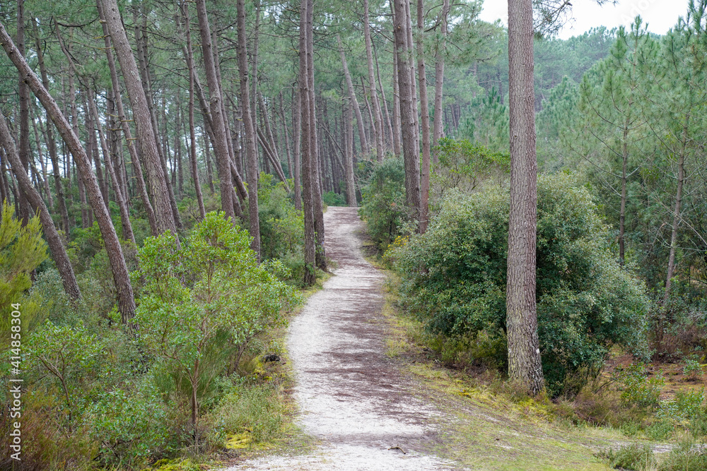 Pathway in french landes park pine forest Pathway in french landes park pine forest