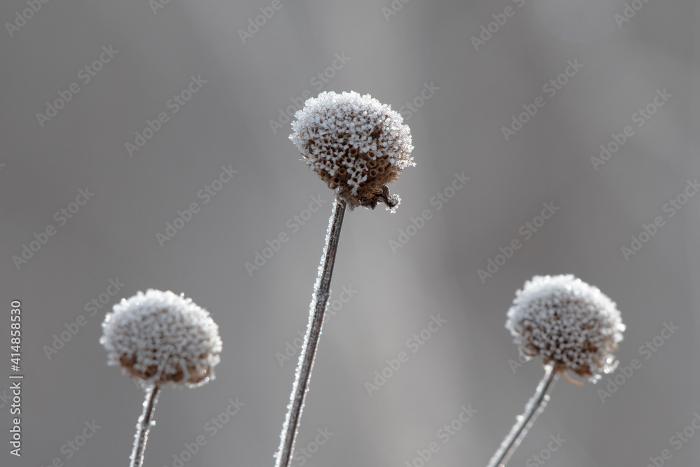 Ταπετσαρία Closeup of a flower covered in ice on a winter morning