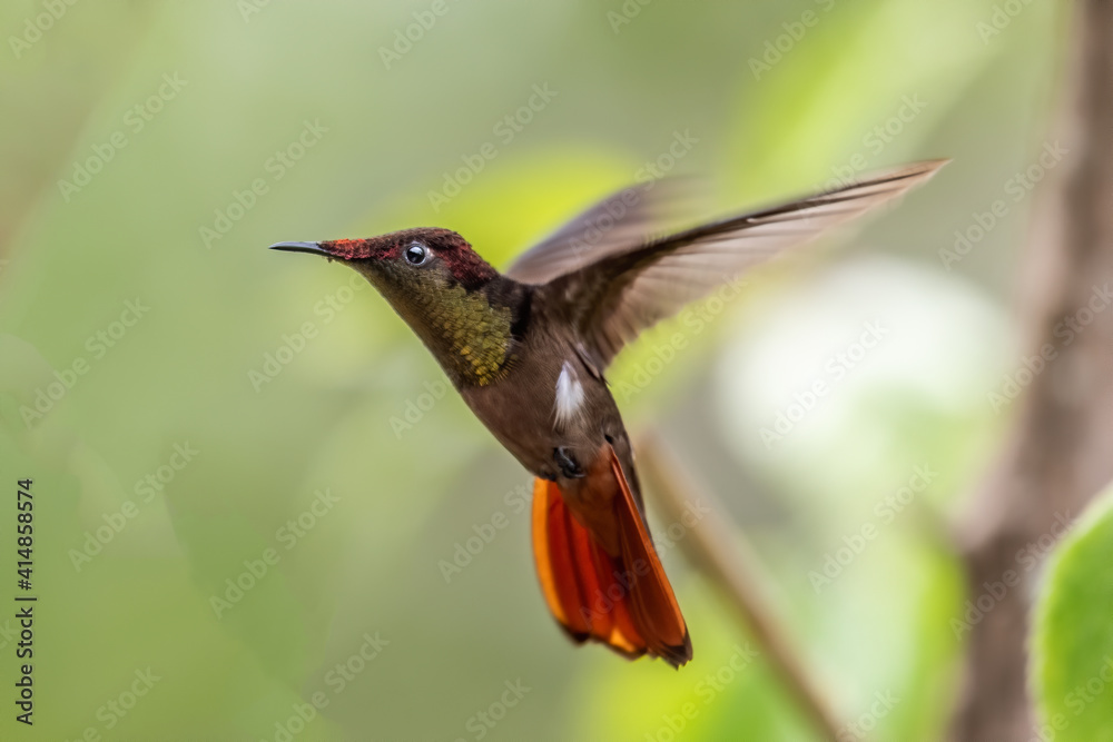Fototapeta premium Ruby-topaz hummingbird (Chrysolampis mosquitus) bird in flight. Hummingbird flying with blurred green background. . Wildlife scene from nature. Birdwatching in Trinidad and Tobago.