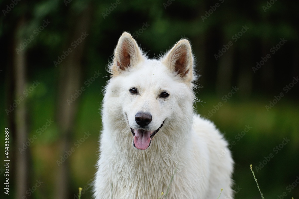 White Swiss Shepherd dog portrait Weisser Schweizer Schäferhund White Swiss Shepherd dog portrait Weisser Schweizer Schäferhund