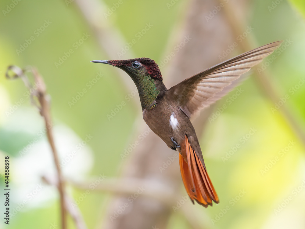 Fototapeta premium Ruby-topaz hummingbird (Chrysolampis mosquitus) bird in flight. Hummingbird flying with blurred green background. . Wildlife scene from nature. Birdwatching in Trinidad and Tobago.