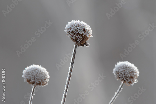 Closeup of a flower covered in ice on a winter morning