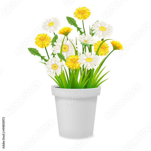Daisy and dandelions blossom in flowerpot, spring flowers. Realistic vector illustration isolated on white background © hadeev