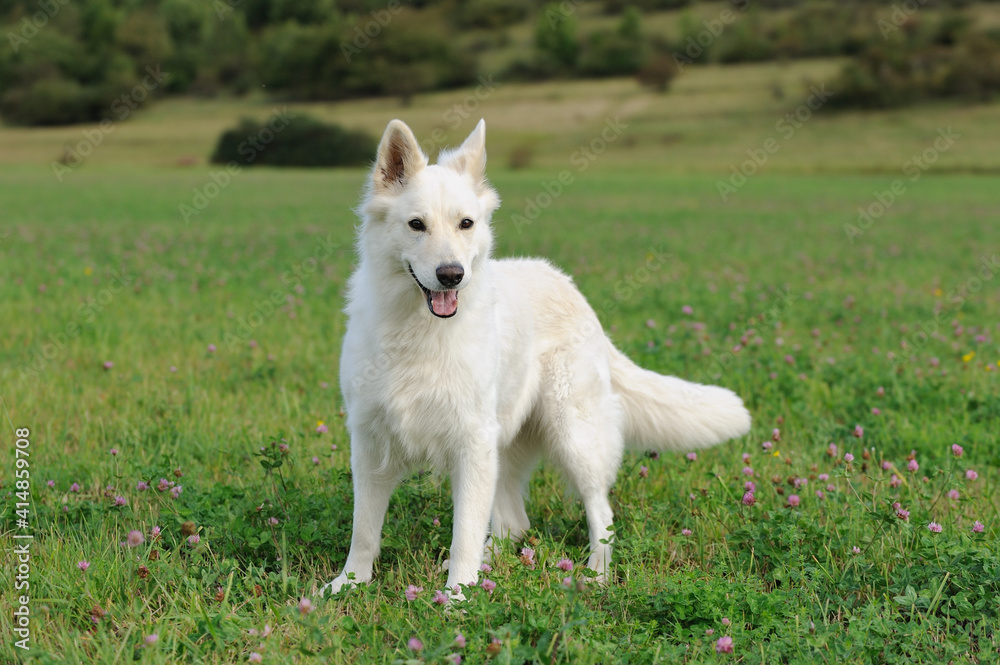 White Swiss Shepherd dog stands in the meadow Weisser Schweizer Schäferhund White Swiss Shepherd dog stands in the meadow Weisser Schweizer Schäferhund