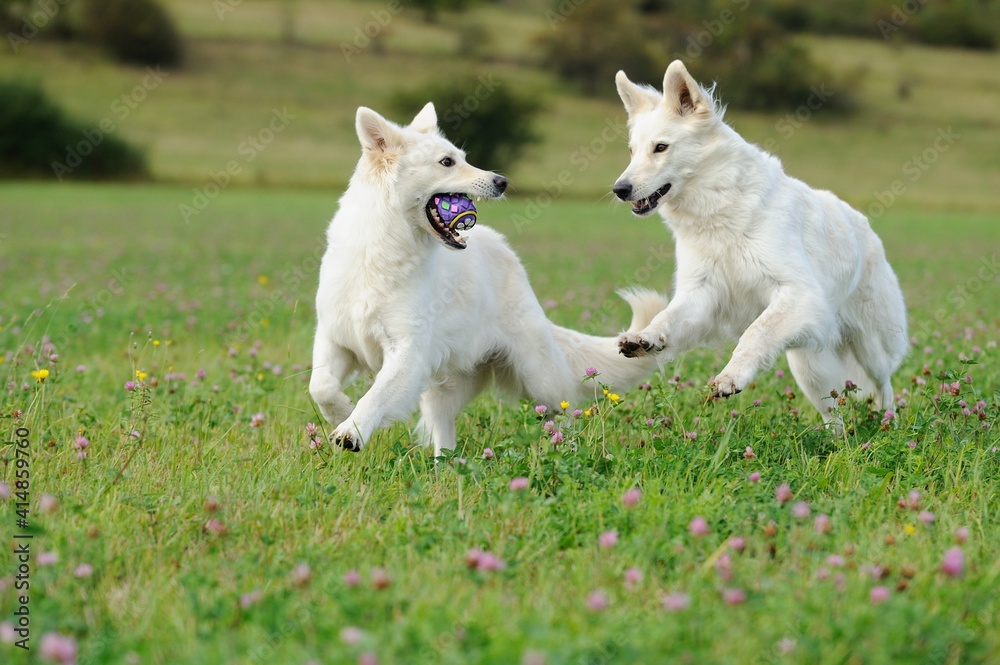 two White Swiss Sherherd - Berger Blanc Suisse plays in the field or meadow two White Swiss Sherherd - Berger Blanc Suisse plays in the field or meadow