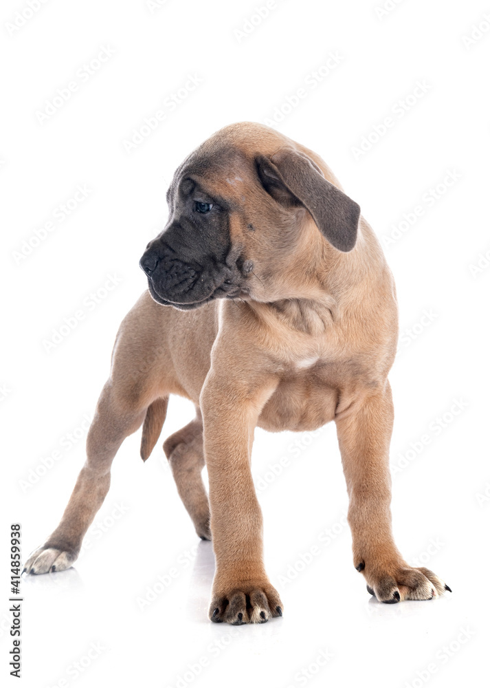 Obraz premium puppy cane corso
