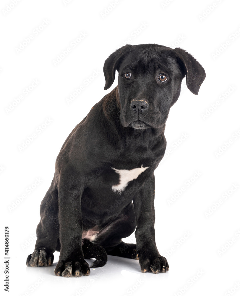 puppy cane corso