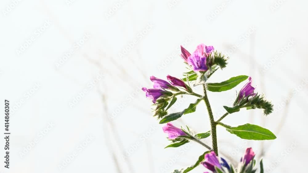 Wild bell violet flower swaying in wind. Mediterranean nature in spring time.  Andalusia Spain.